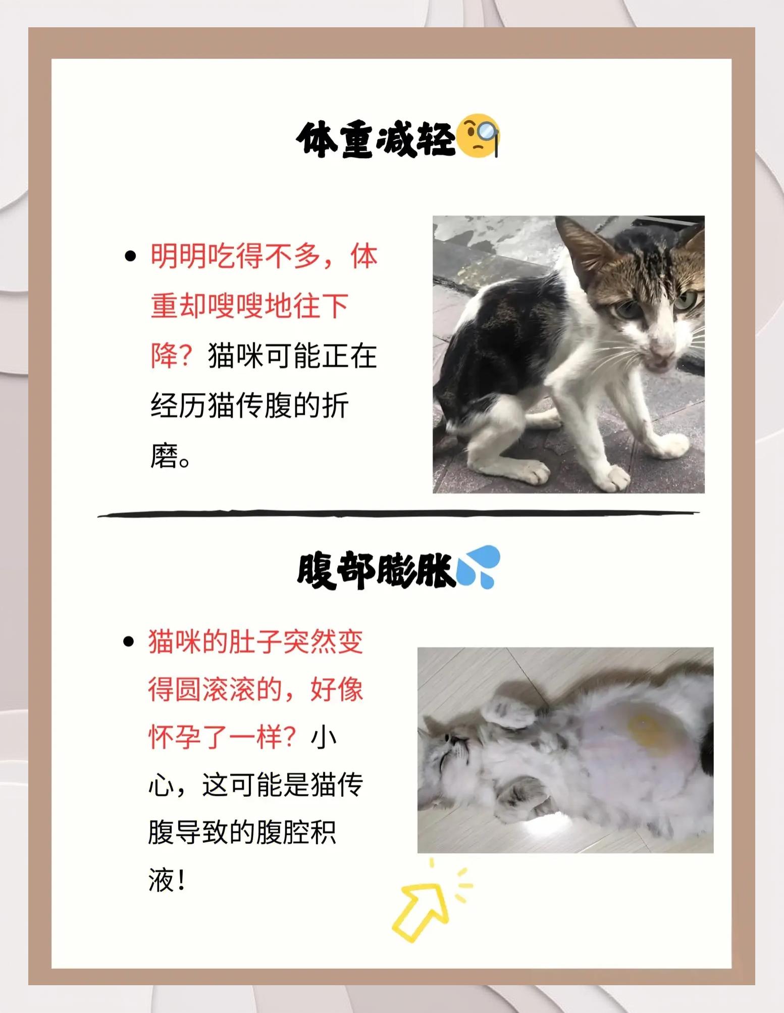 猫传腹快死的征兆(猫传腹治好后寿命多长)