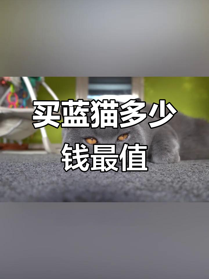 蓝猫图片多少钱一只(蓝猫图片多少钱一只幼崽)