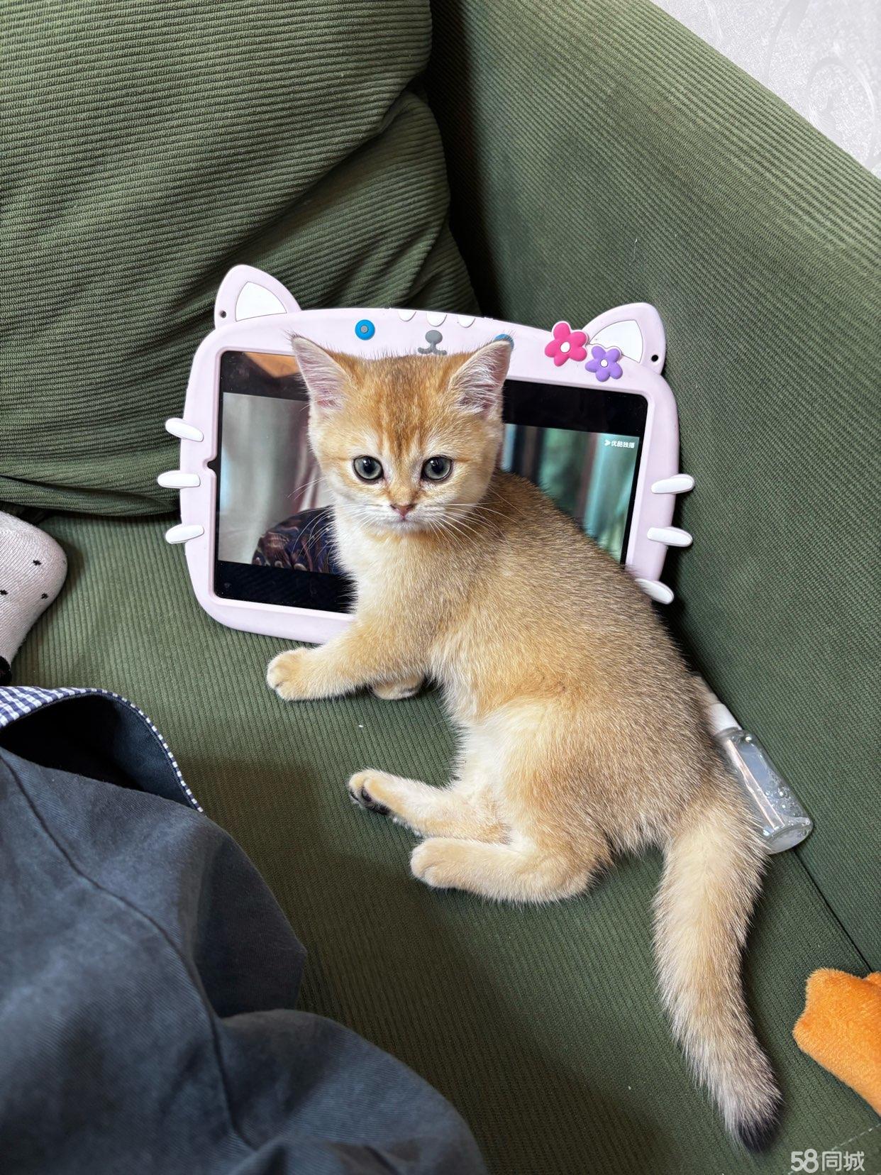 高地猫一般多少钱一只(高地猫一般多少钱一只幼崽)