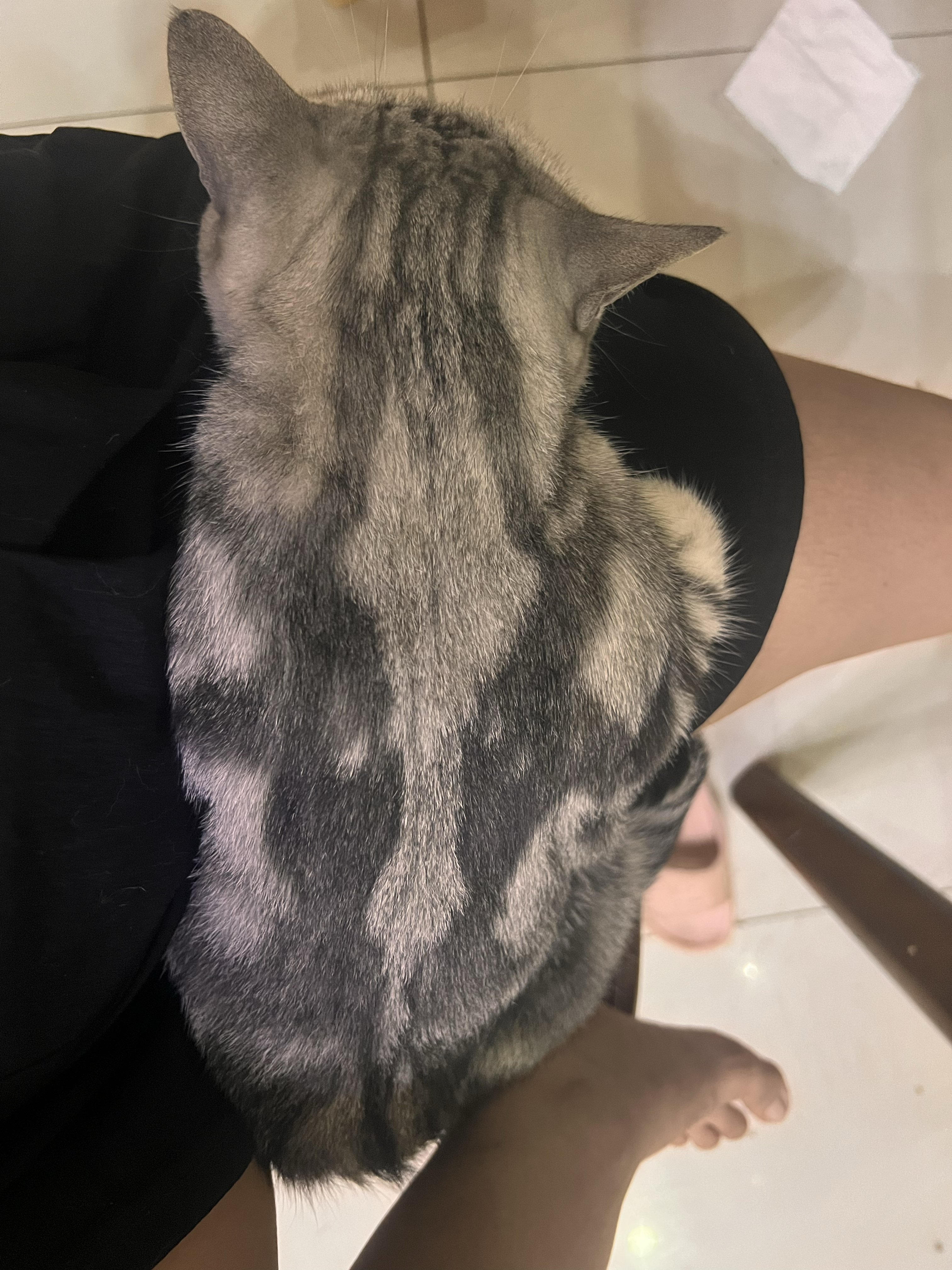 猫咪怎么趴着说明不舒服(猫咪趴的姿势和之前不一样)