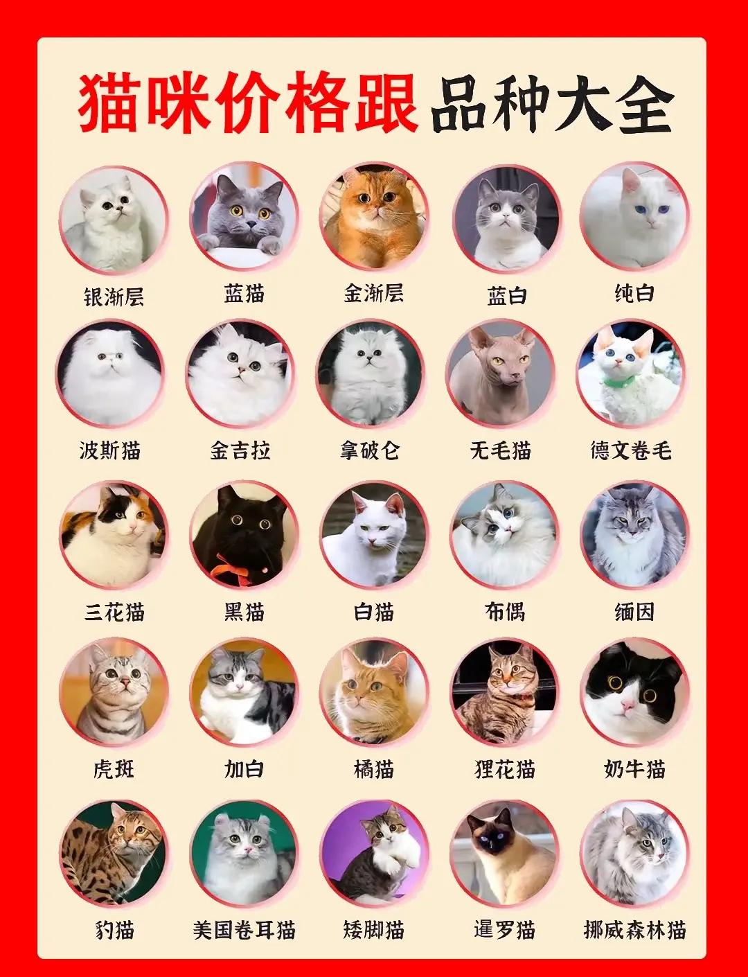 猫咪寄养多少钱一天(猫咪寄养多少钱一天?)