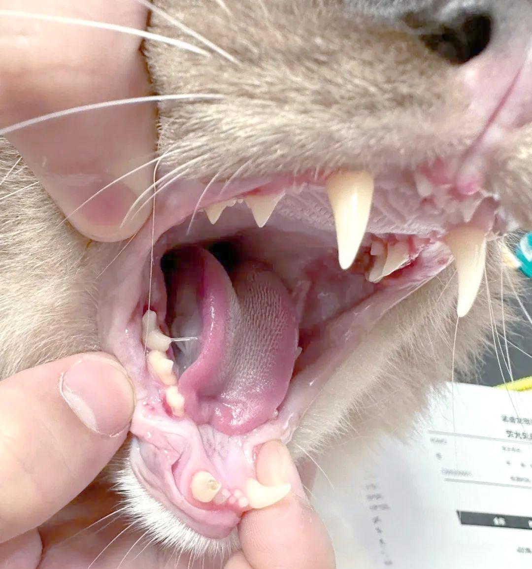 猫咪口炎的症状和处理方法(猫咪口炎的症状和处理方法视频) 猫咪口炎的症状和处理方法(猫咪口炎的症状和处理方法视频)