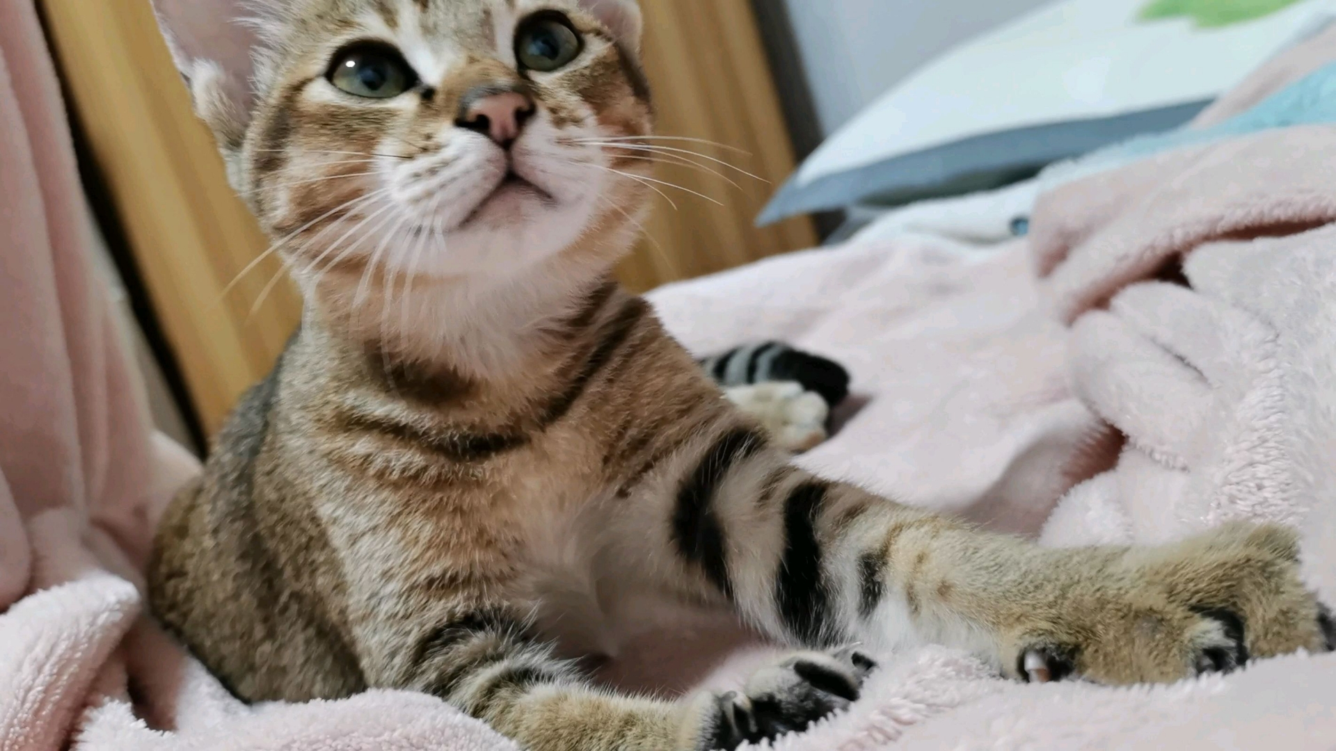 猫咪踩奶的行为是什么意思(猫在主人被子上踩奶说明什么) 猫咪踩奶的行为是什么意思(猫在主人被子上踩奶说明什么)