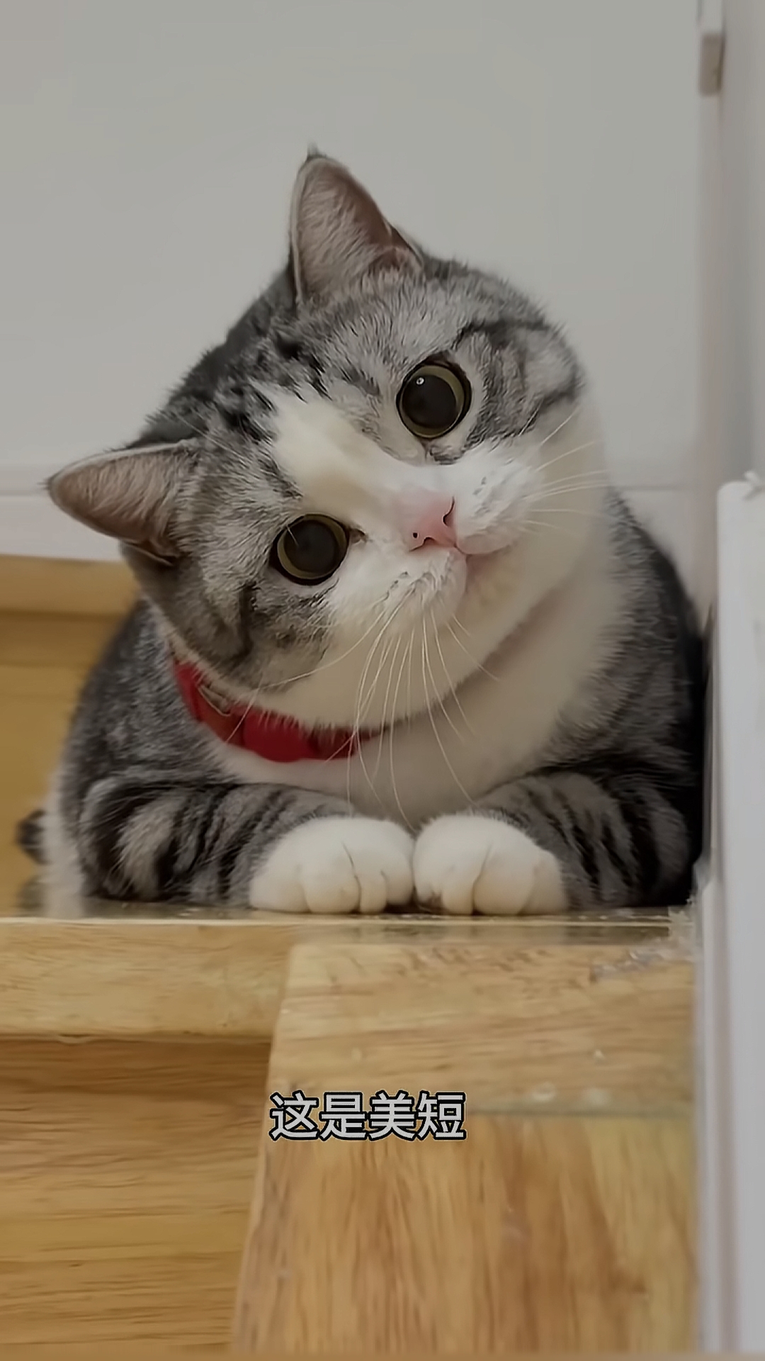 最可爱的猫(公认十大最可爱的猫)