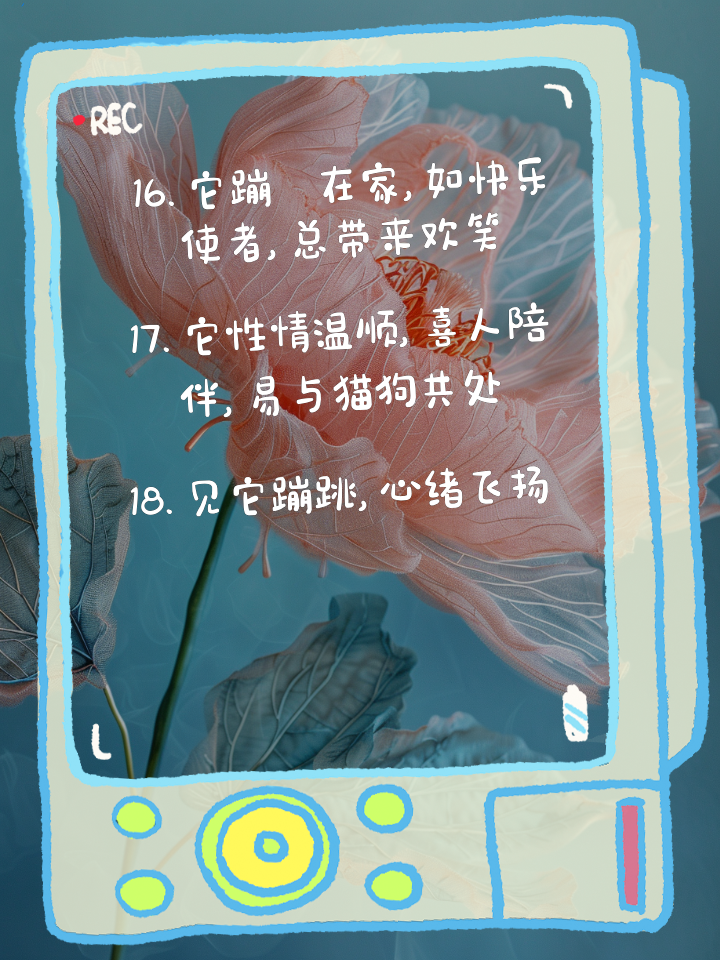 晒兔子的说说简短(关于兔子的朋友圈怎么发)