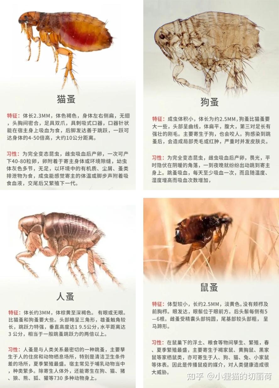 判断猫身上是否有跳蚤(怎样判断猫身上有无跳蚤) 判断猫身上是否有跳蚤(怎样判断猫身上有无跳蚤)