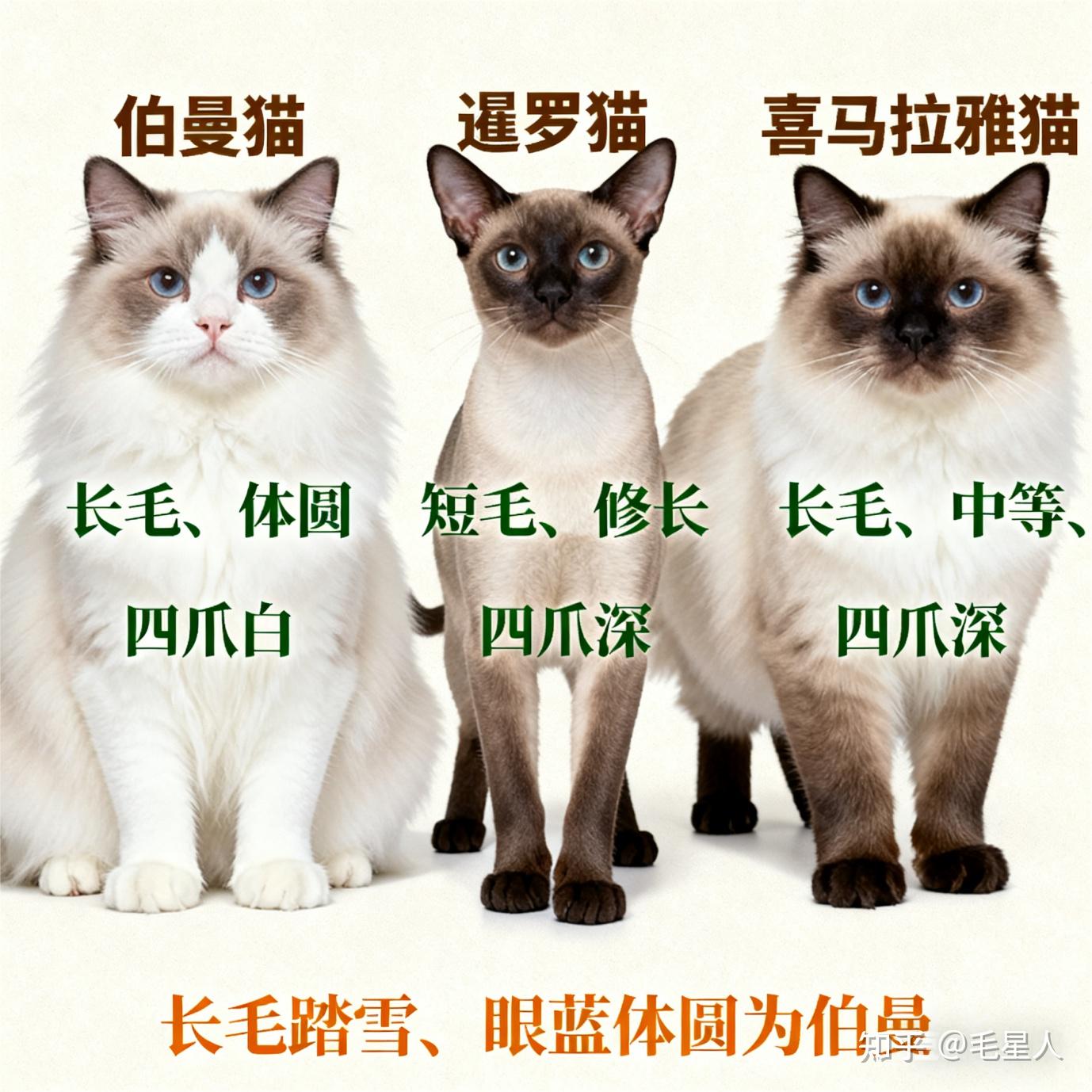 踏雪猫(踏雪猫有什么寓意)