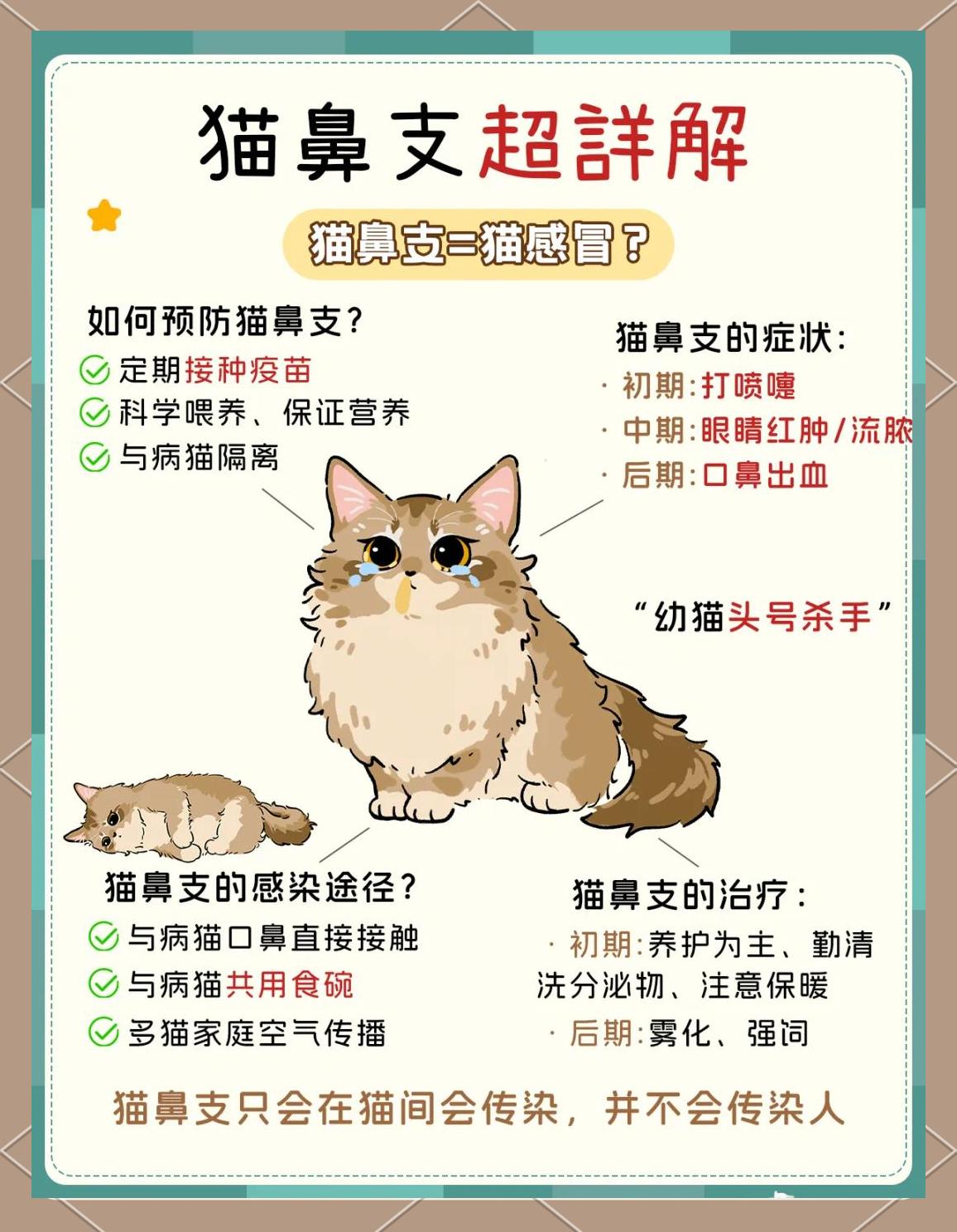 猫鼻支和感冒的区别(猫鼻支和感冒的区别有哪些) 猫鼻支和感冒的区别(猫鼻支和感冒的区别有哪些)