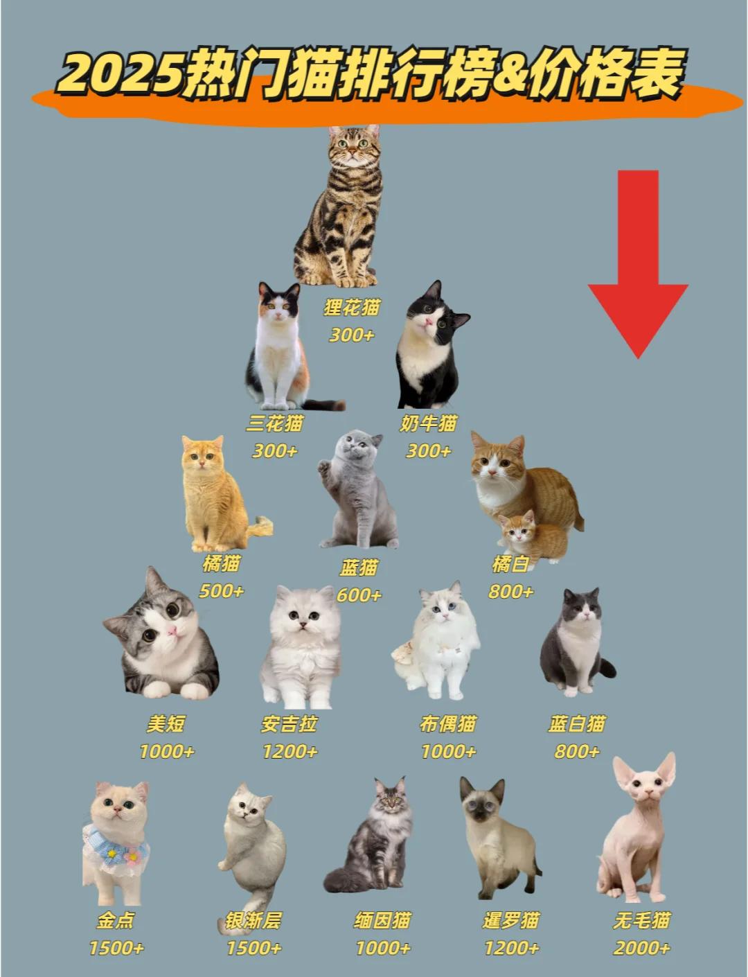 猫多大可以配对(猫多大可以配对最好)