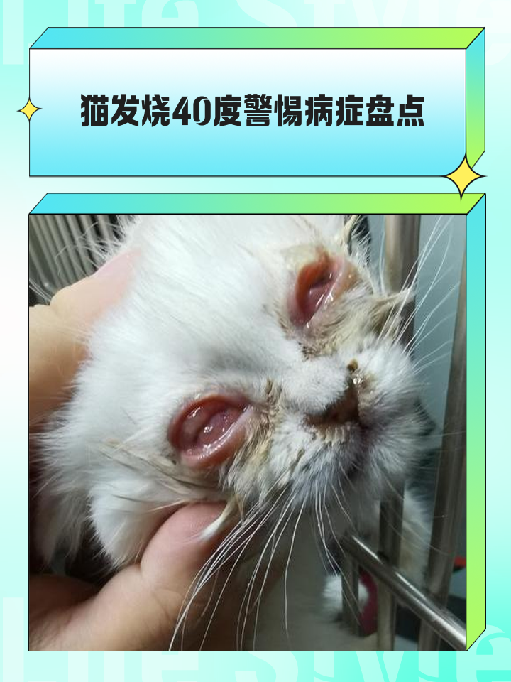 猫咪黄疸是什么症状(猫咪黄疸症状怎么治疗) 猫咪黄疸是什么症状(猫咪黄疸症状怎么治疗)