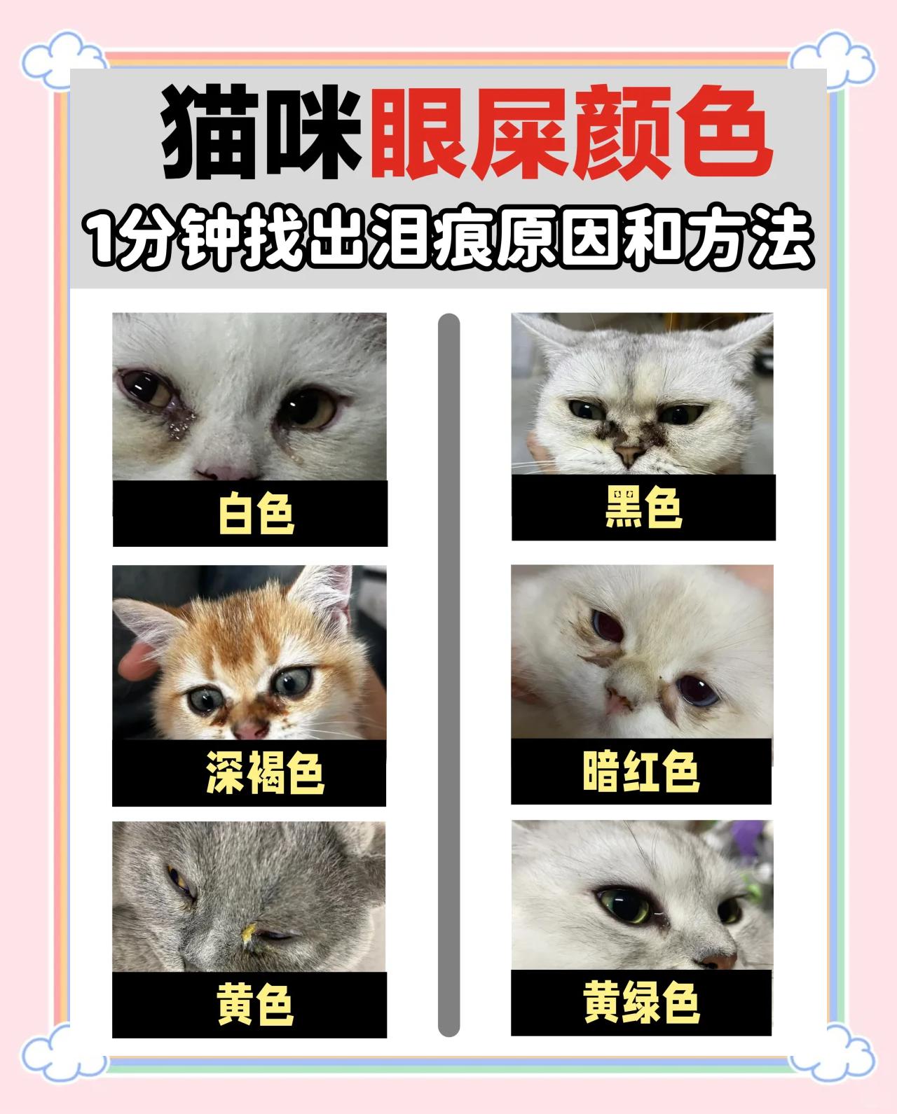 猫咪有眼屎(猫咪有眼屎怎么办)