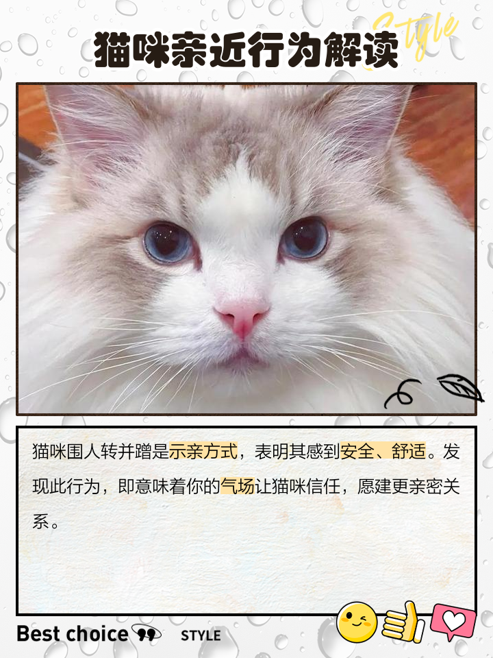 猫咪围着我转圈蹭我是什么意思(猫咪围着我转圈蹭我还喵喵叫很着急) 猫咪围着我转圈蹭我是什么意思(猫咪围着我转圈蹭我还喵喵叫很着急)