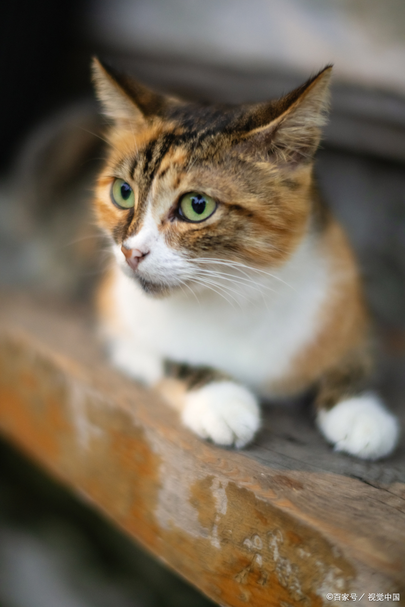 猫叫春(猫叫春怎么才能不让他叫)