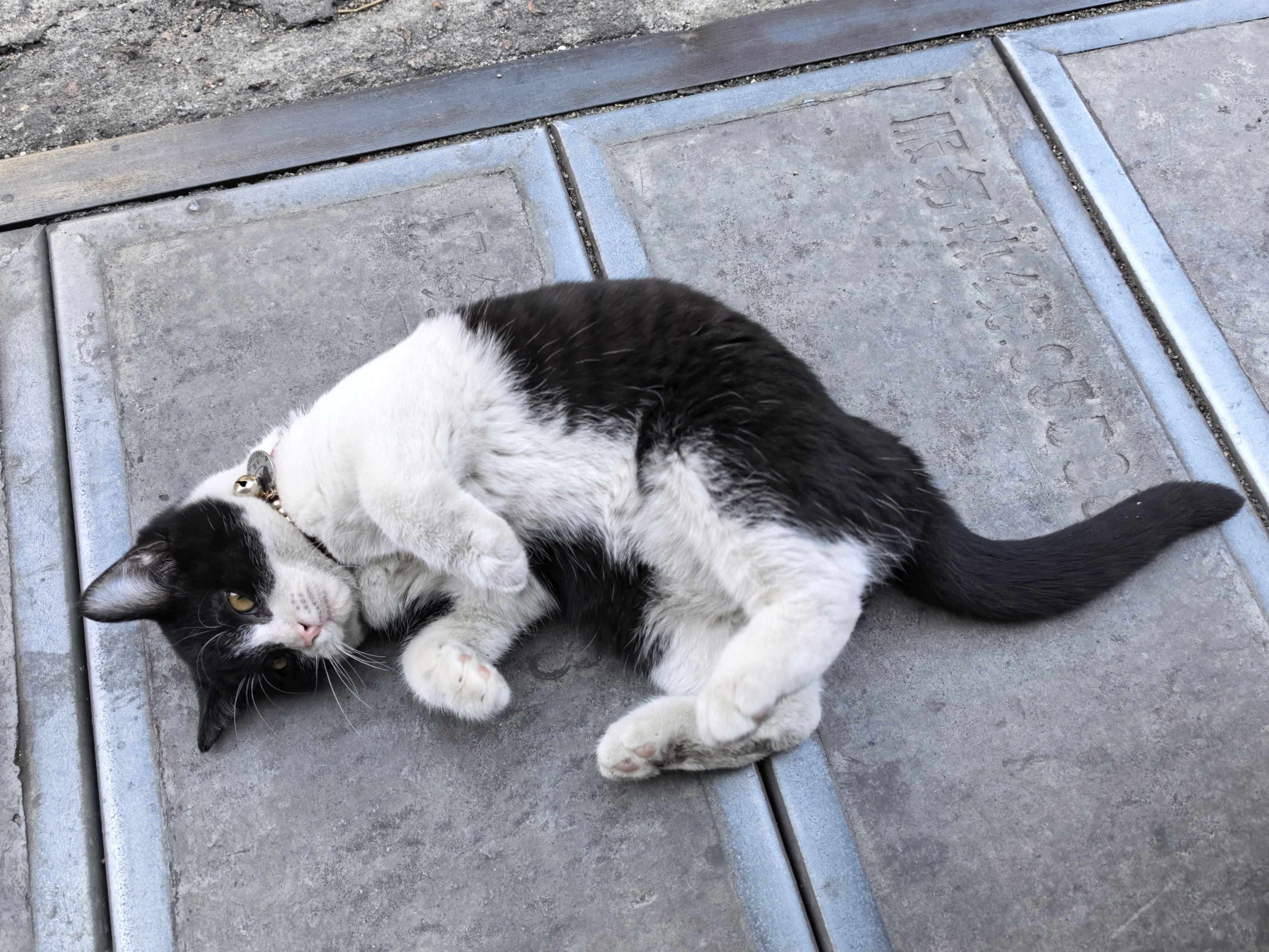 猫在地上打滚磨蹭什么意思(猫在地上打滚磨蹭什么意思还一直叫)