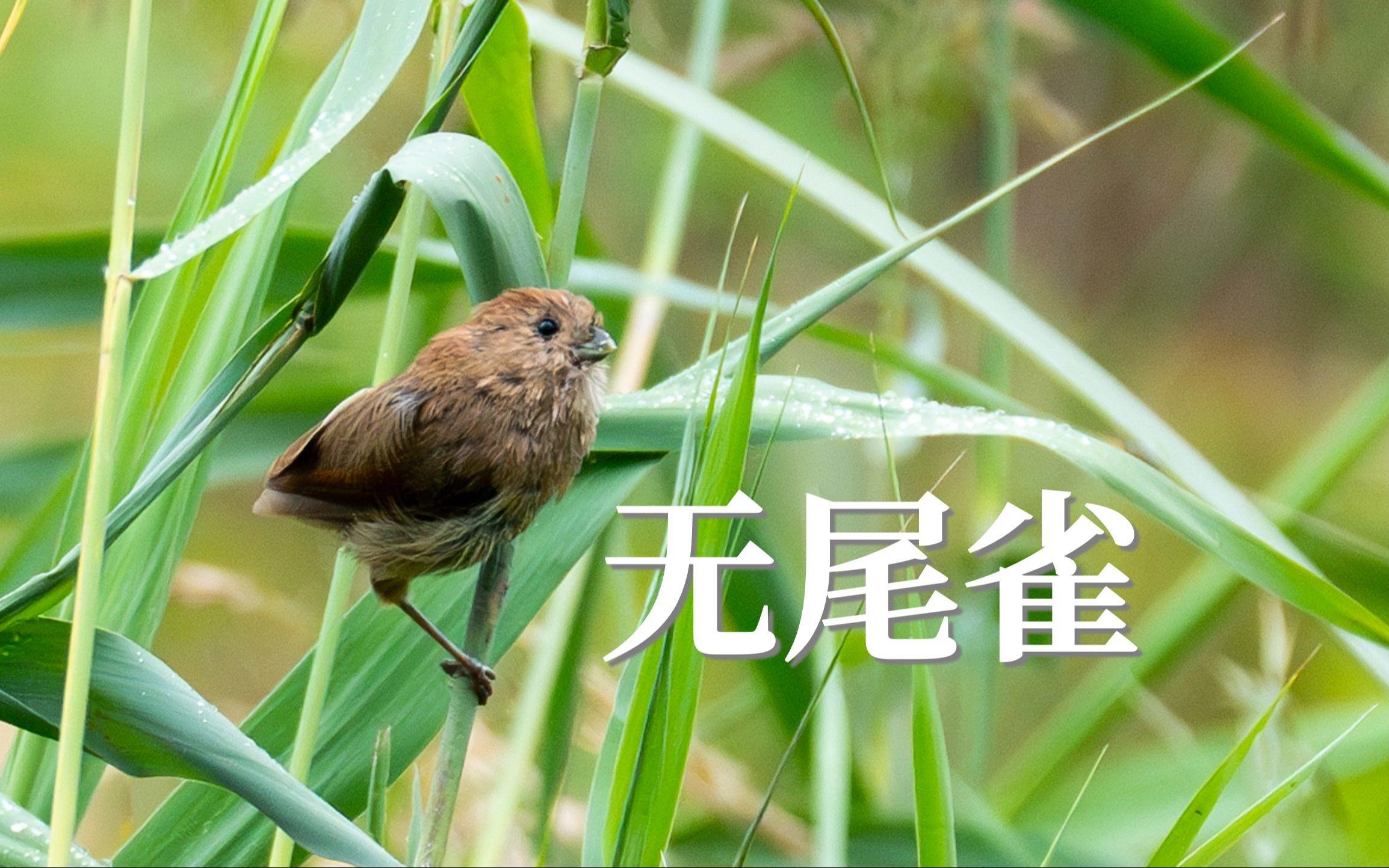 驴粪蛋(驴粪蛋发烧形容什么)