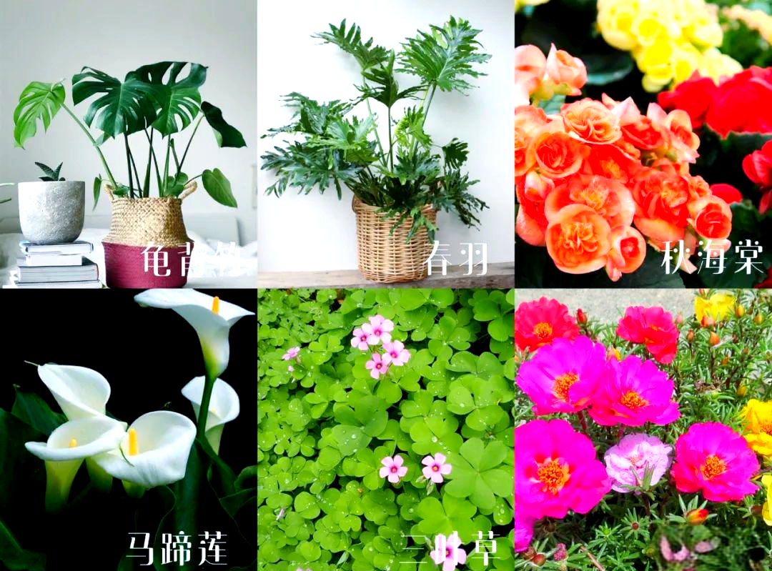 栀子花对猫有毒吗(栀子花香味对猫有毒吗) 栀子花对猫有毒吗(栀子花香味对猫有毒吗)