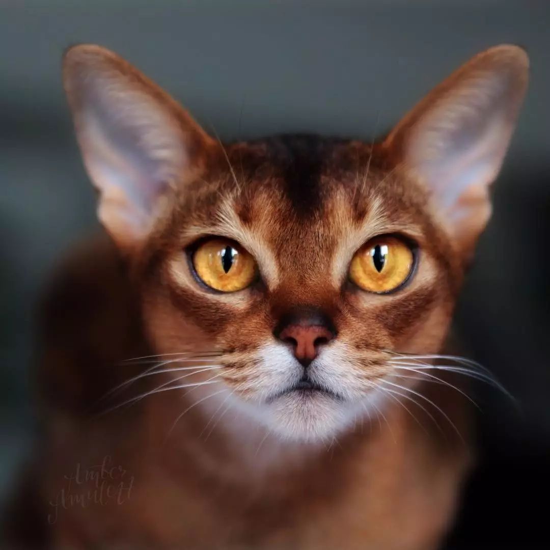 阿比尼西亚猫(阿比西尼亚猫英文) 阿比尼西亚猫(阿比西尼亚猫英文)