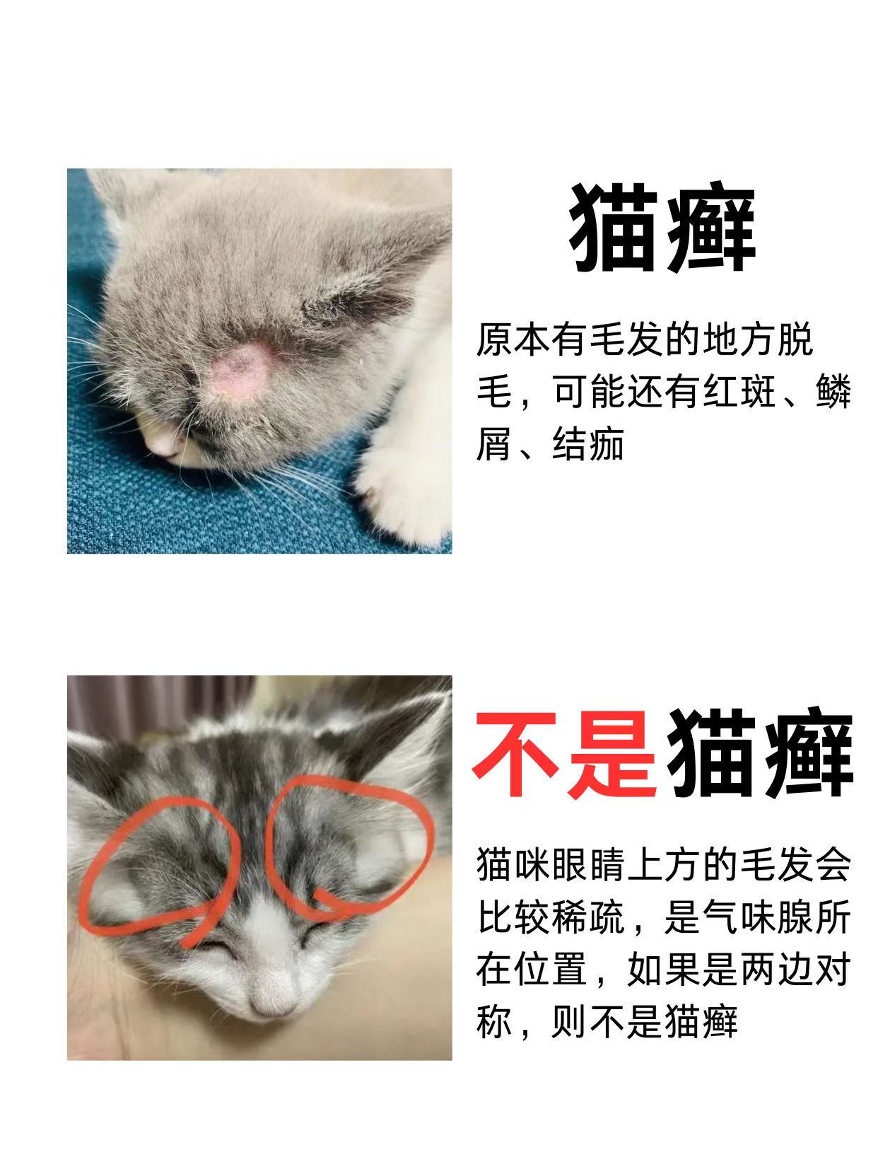 怎么判断猫咪得了猫瘟(怎么判断猫咪是不是得了猫瘟)