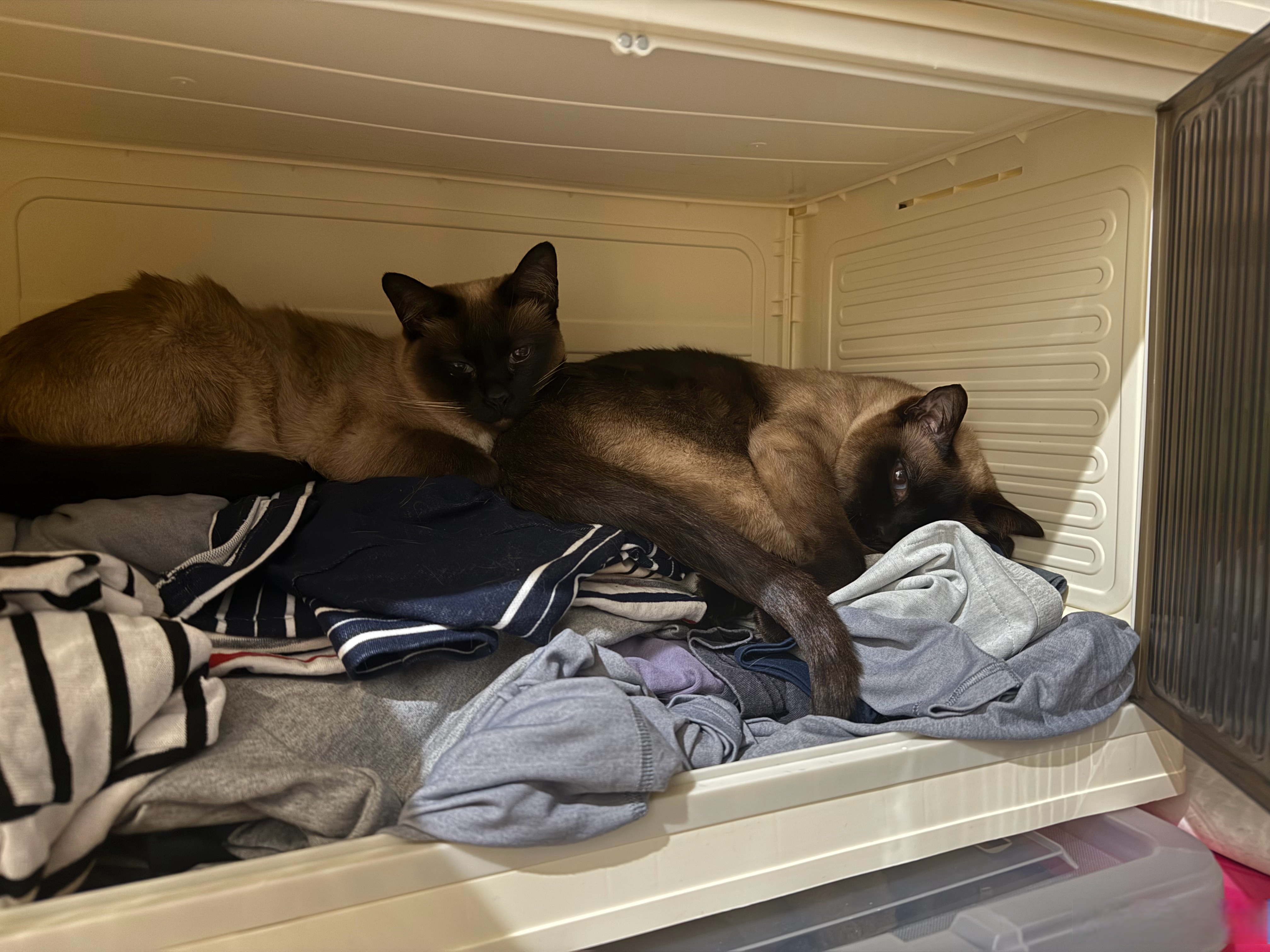 猫一直叫要进卧室还扒门(晚上睡觉把猫关在门外一直叫) 猫一直叫要进卧室还扒门(晚上睡觉把猫关在门外一直叫)