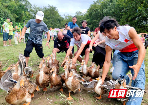 抓鸭子游戏规则及玩法(抓鸭子游戏怎么玩儿视频)