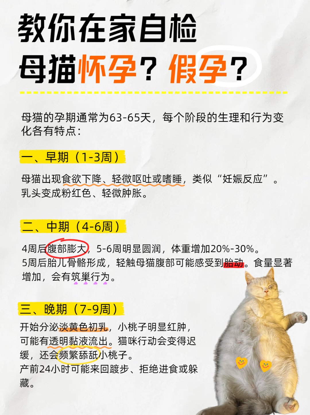 猫孕期多少个月(猫孕期多少个月算正常) 猫孕期多少个月(猫孕期多少个月算正常)