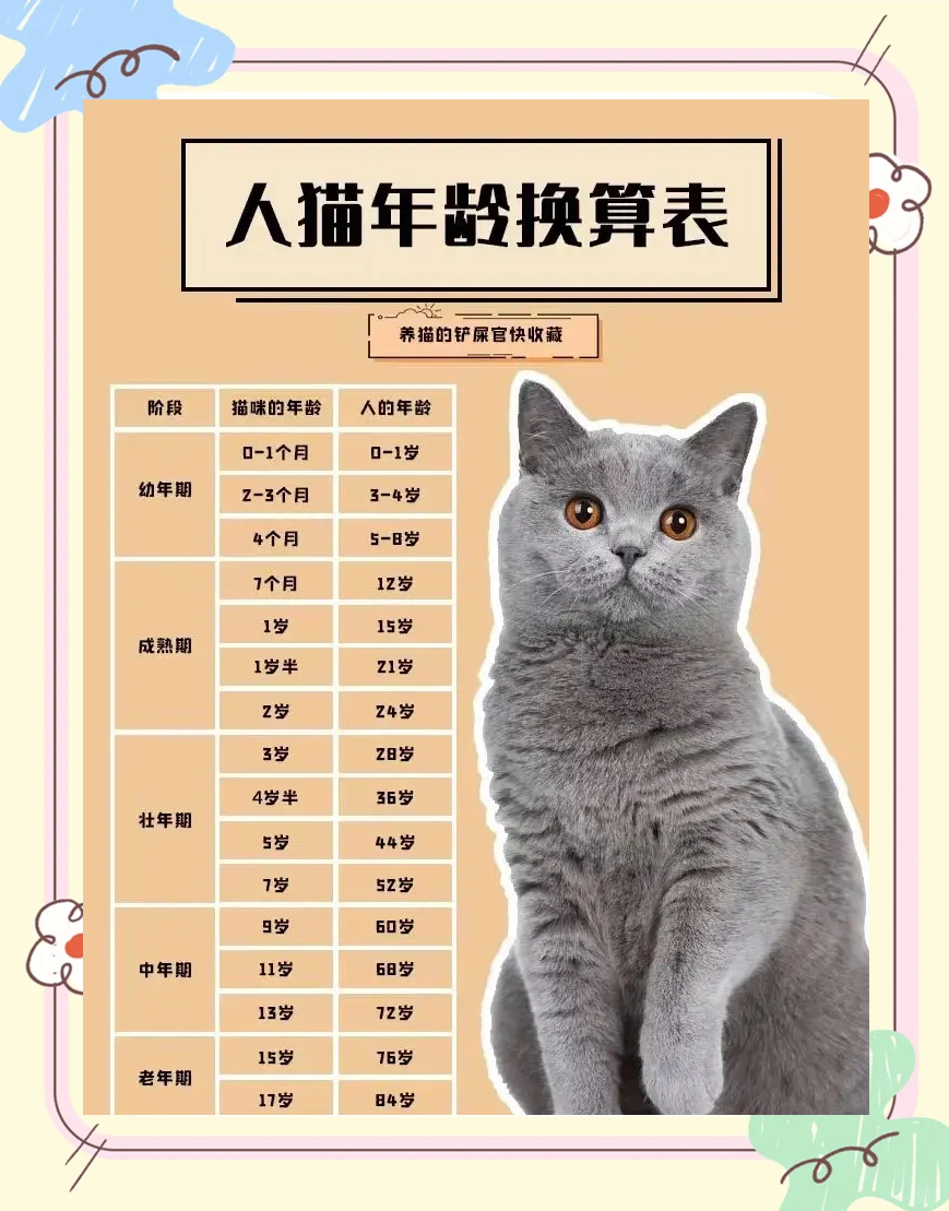 猫孕期多少个月(猫孕期多少个月算正常) 猫孕期多少个月(猫孕期多少个月算正常)