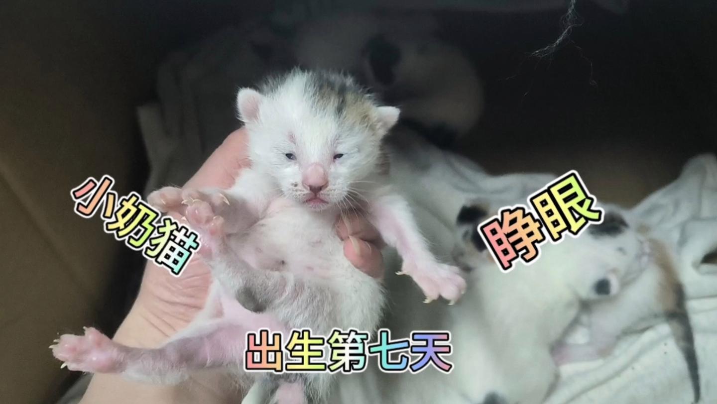 小猫几天睁眼睛自己能走(小猫咪几天睁眼睛几天会跑)