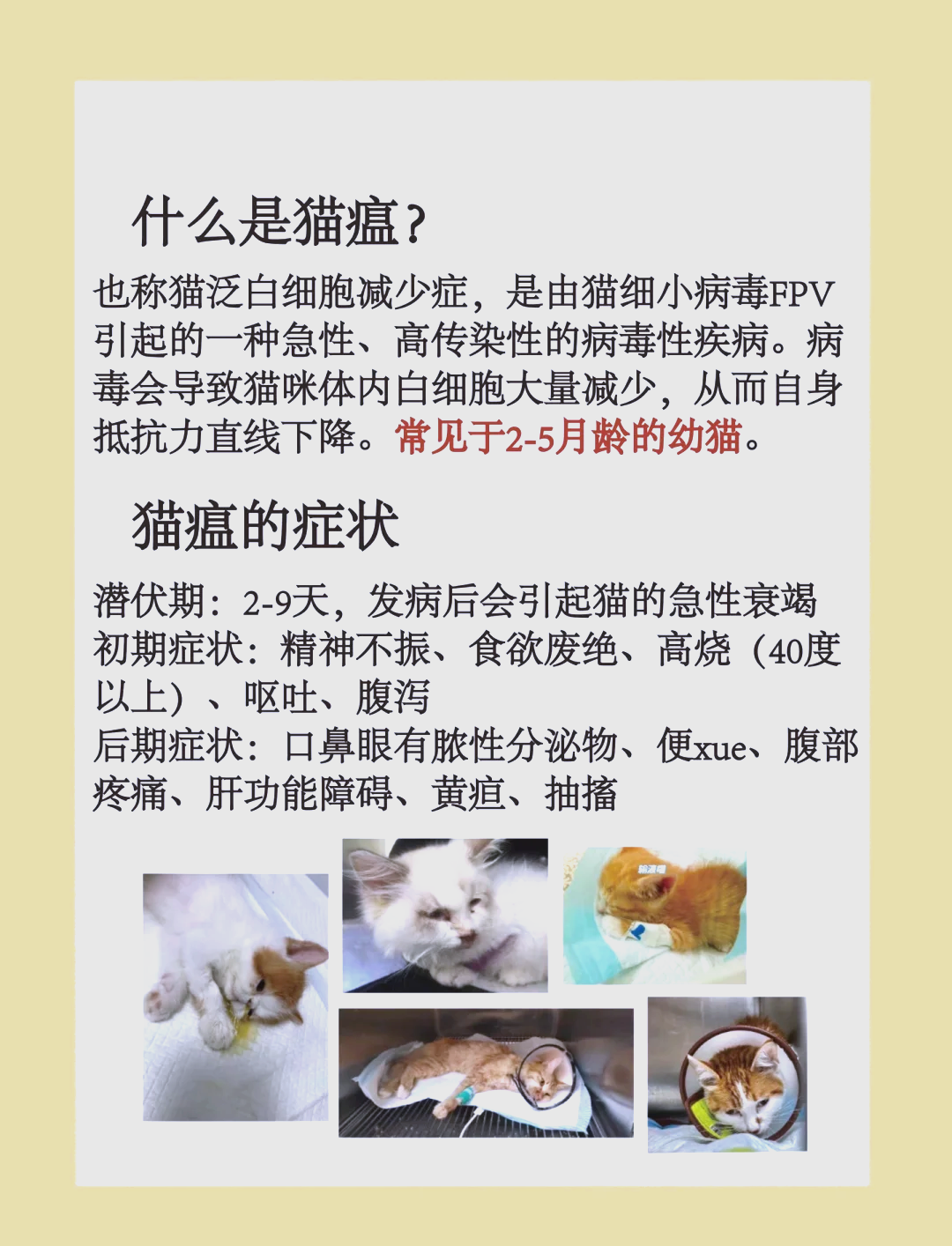 新猫到家猫瘟潜伏期多少天(刚买回来的猫得了猫瘟是谁的责任) 新猫到家猫瘟潜伏期多少天(刚买回来的猫得了猫瘟是谁的责任)