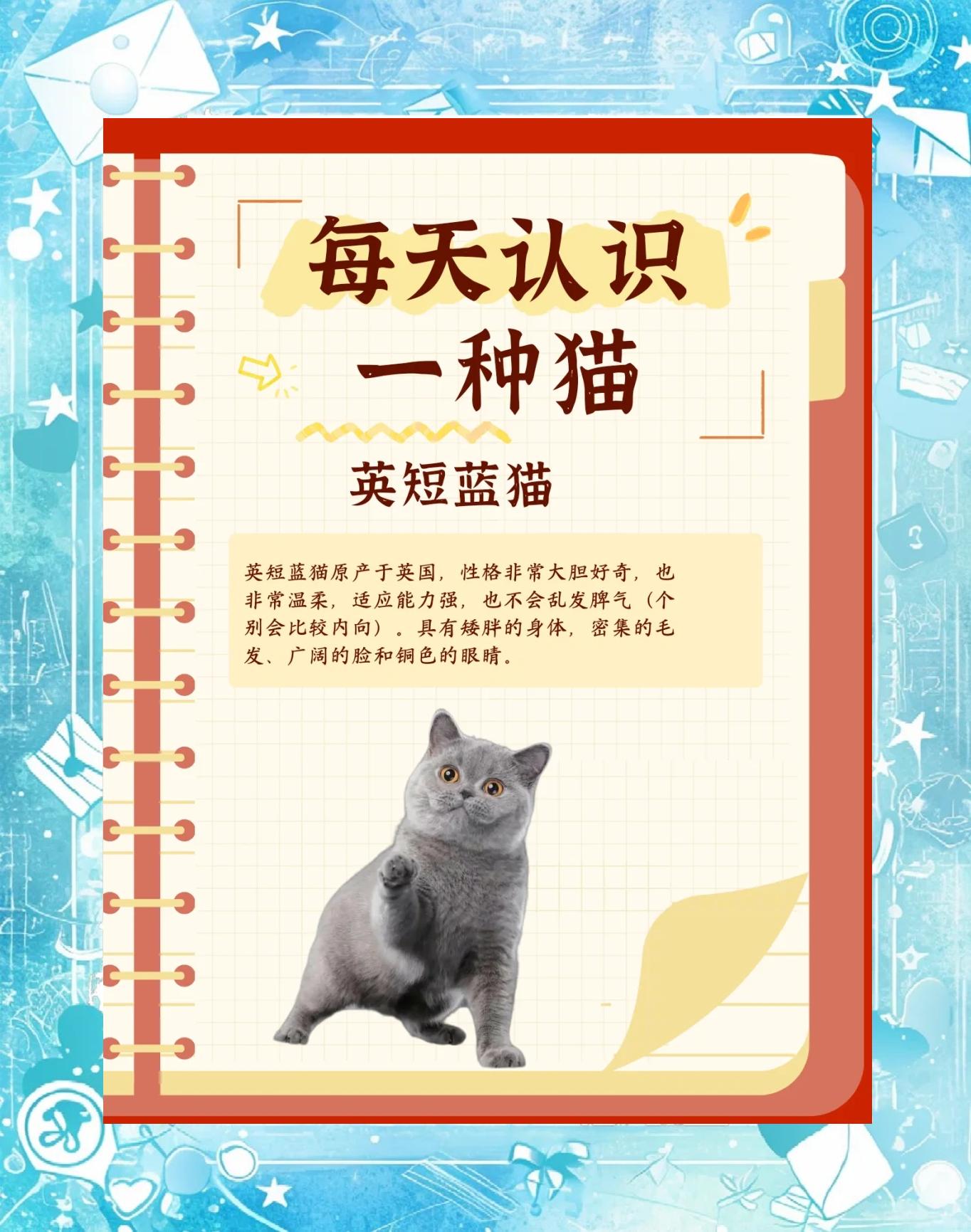 蓝猫名字(蓝猫名字的由来)