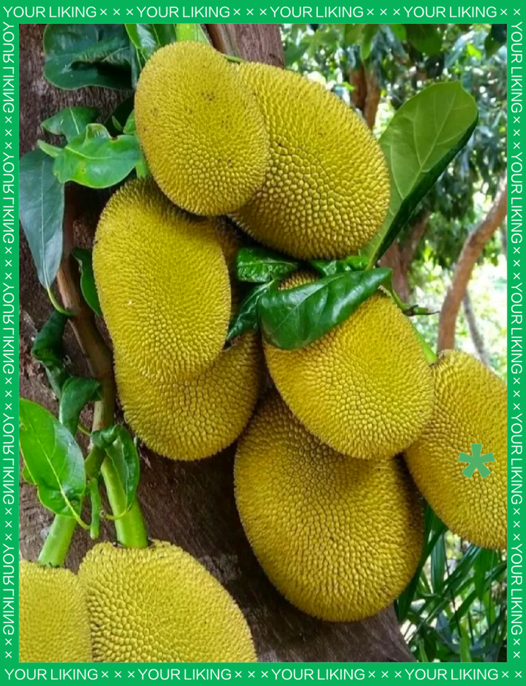大树菠萝的功效与作用(大树菠萝的功效与作用禁忌)