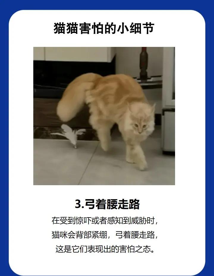 猫咪惊吓过度的表现(猫咪惊吓过度的表现图片)