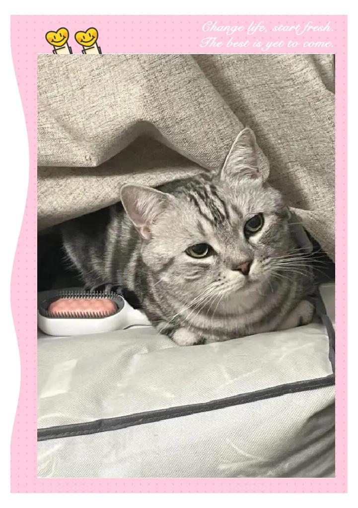 猫咪惊吓过度的表现(猫咪惊吓过度的表现图片)