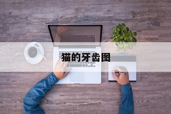 猫的牙齿图(猫牙齿图片结构图)